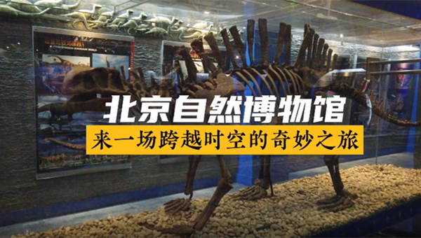北京自然博物馆——来一场跨越时空的奇妙之旅